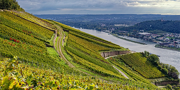 Header Deutschland Blick in deutsche Weingärten