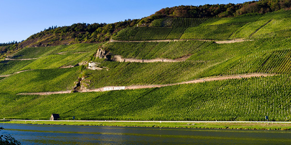 Header Mosel Blick in die Weingärten der Wehlener Sonnenuhr in der Mosel