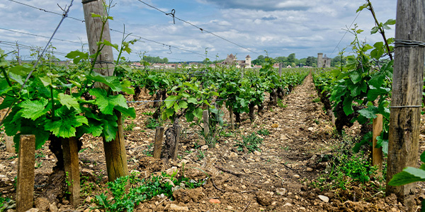Header Burgund Blick in einen Weingarten in der Burgund